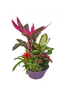 COMPOSICIÓN CESTA C-25 / 5...