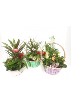 CENTRO MIMBRE C-22 / 5...