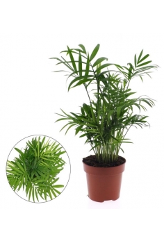 CHAMADOREA C-12 (alt: 30cm)...