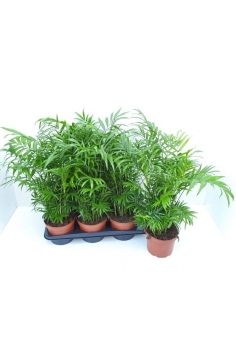 CHAMADOREA C-17 (alt: 60cm)...