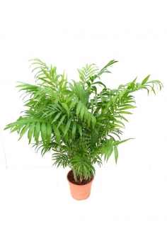 CHAMAEDOREA C-19 (alt:...