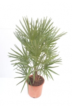 CHAMAEROP HUMILIS 5L (65cm)...