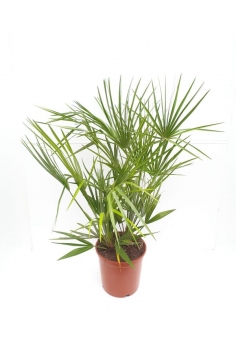 CHAMAEROP HUMILIS 10L...