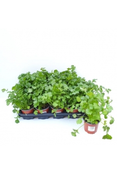 CILANTRO (coriandrum...