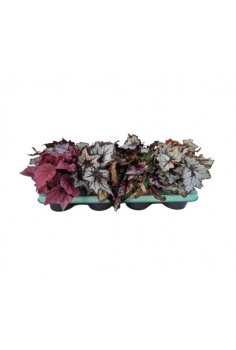 BEGONIA REX MIX C-12 (alt:...