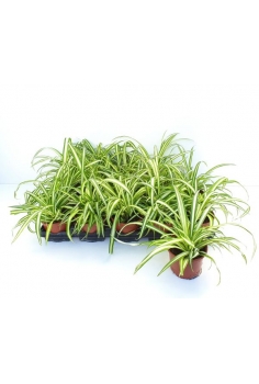 CLOROPHITUM C-11 (alt:...