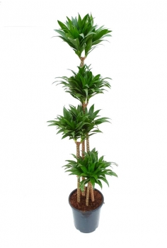 DRACENA COMPACTA C-20 / 4...