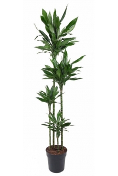 DRACENA JANET LIND C-21 /4...