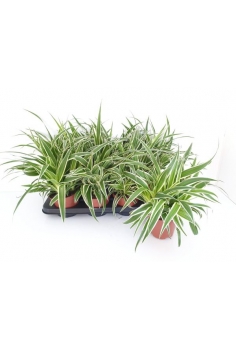 CLOROPHITUM C-13 (alt:...