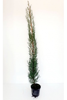 CIPRES SEMPERVIRENS C-14...