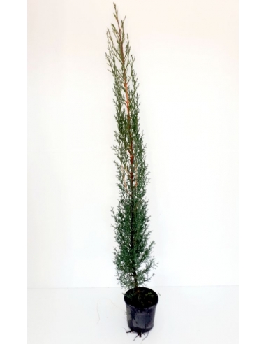 CIPRES SEMPERVIRENS C-14 (60-80cm)...