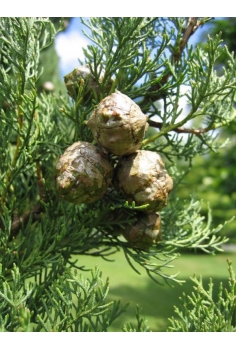 CIPRES SEMPERVIRENS 5L...