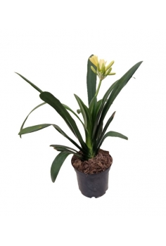 CLIVIA MINIATA BLANCA 2.5L...