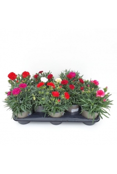 CLAVEL CARNELIA C-13 (alt:...