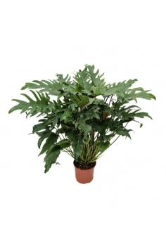 PHILODENDRON XANADU C-17...
