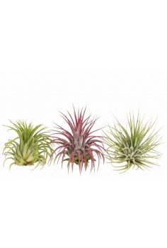 TILLANDSIA AIRPLANT *2...