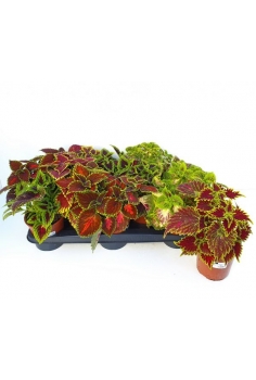 COLEOS MIX C-13 (alt:...