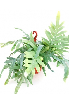 PHLEBODIUM BLUE STAR C-18...