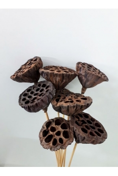 LOTUS MEDIANO (Diam:7cm)...