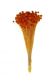 BOTÓN NARANJA / largo: 60cm...