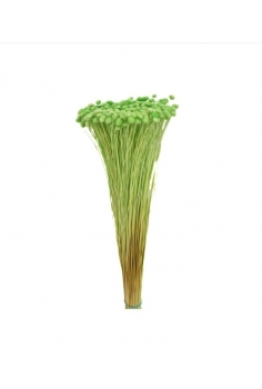 AMARILINHO VERDE / largo:...