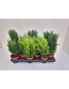 CONIFERA MIX C-10 (alt: 30cm)