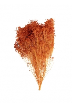 BROOM BLOOM NARANJA /...