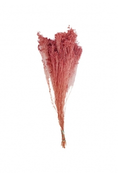 BROOM BLOOM ROSA / largo:...