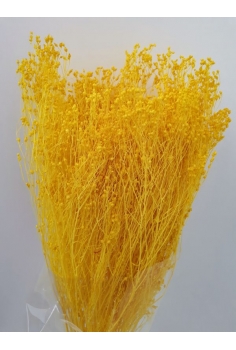 BROOM BLOOM (55cm) 100gr...
