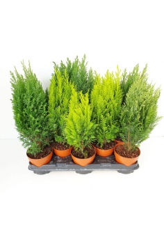 CONIFERA MIX C-13 (alt: 40cm)