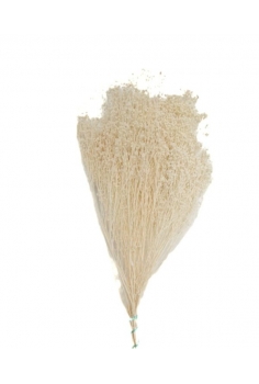 BROOM BLOOM BLANCO / largo:...