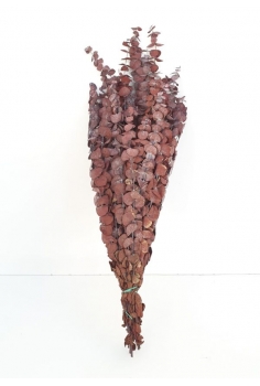 EUCALIPTO BABY (H 60cm)...