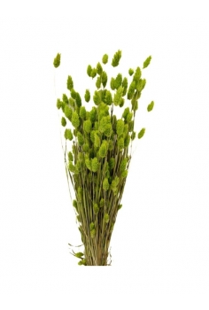 POA VERDE FOSFO / largo:...