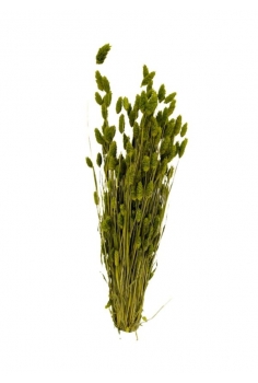 POA VERDE KAKI / largo:...