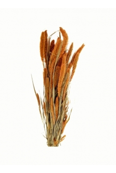 SETAREA NARANJA / largo:...