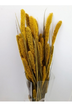 SETARIA (65cm-200gr)...