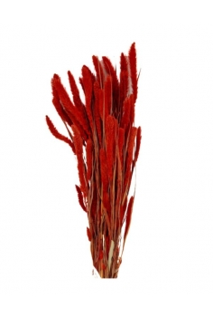 SETAREA ROJA / largo: 60cm...