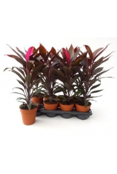 CORDYLINE TANGO C-13 (alt:...