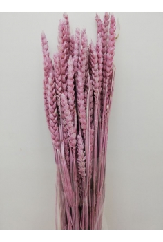 TRIGO RUSO (70 varas...