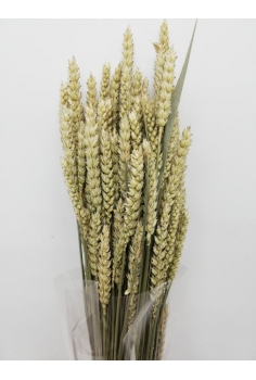 TRIGO RUSO (70 varas...