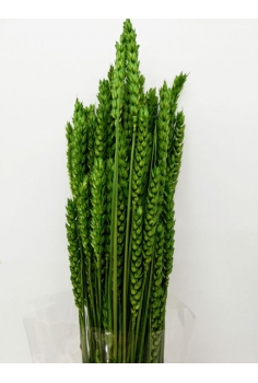 TRIGO RUSO (70 varas...