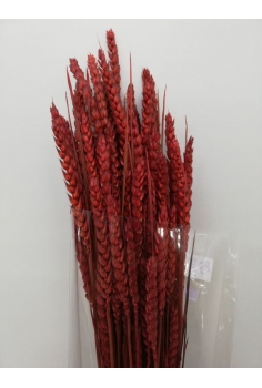 TRIGO RUSO (70 varas...