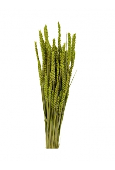 TRIGO RUSO / largo: 60cm /...