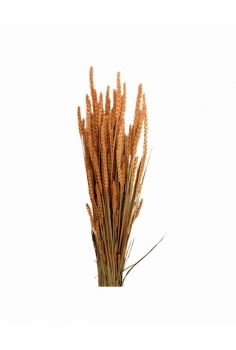 TRIGO RUSO NARANJA / largo:...