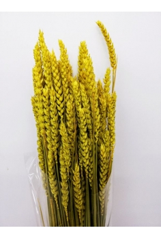 TRIGO RUSO (70 varas...