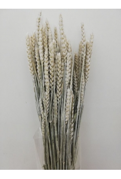 TRIGO RUSO (70 varas...