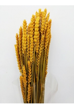 TRIGO RUSO (70 varas...