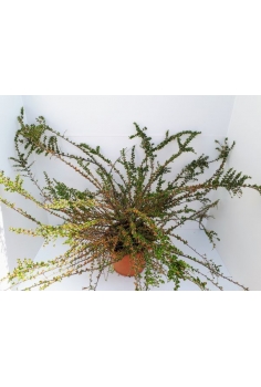 COTONEASTER HORIZONTALIS...