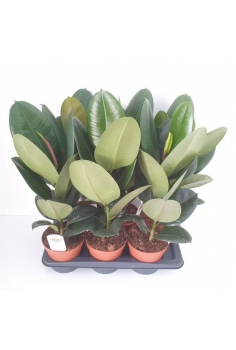 FICUS ROBUSTA C-17 (alt:...