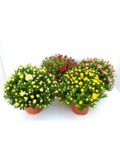 B-CHRYSANTHEMUM MIX 2L...